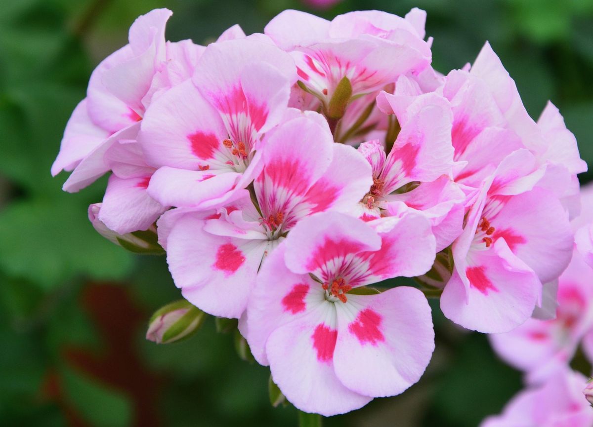 Jak pielęgnować pelargonie kaskadowe na balkonie?
